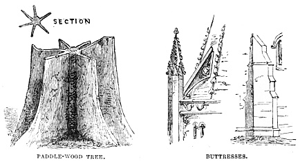 Image unavailable: PADDLE-WOOD TREE. BUTTRESSES.