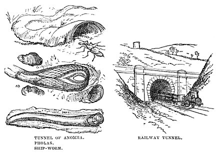 Image unavailable: TUNNEL OF ANOMMA. PHOLAS. SHIP-WORM. RAILWAY TUNNEL.