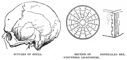 Image unavailable: SUTURES OF SKULL SECTION OF EDDYSTONE LIGHTHOUSE DOVETAILED BOX