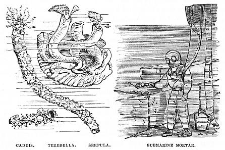 Image unavailable: CADDIS. TEREBELLA. SERPULA. SUBMARINE MORTAR.