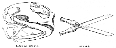 Image unavailable: JAWS OF TURTLE. SHEARS.