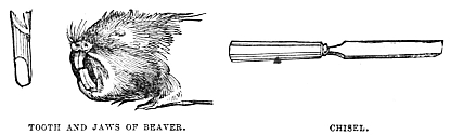 Image unavailable: TOOTH AND JAWS OF BEAVER. CHISEL.