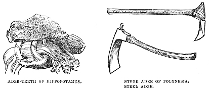 Image unavailable: ADZE-TEETH OF HIPPOPOTAMUS. STONE ADZE OF POLYNESIA. STEEL ADZE.