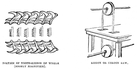 Image unavailable: PORTION OF TOOTH-RIBBON OF WHELK (HIGHLY MAGNIFIED). RIBBON OR CORDON SAW.