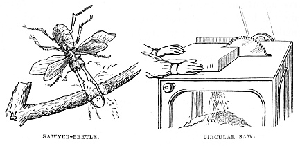 Image unavailable: SAWYER-BEETLE. CIRCULAR SAW.