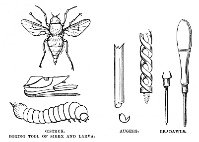 Image unavailable: ŒSTRUS. BORING TOOL OF SIREX AND LARVA. AUGERS. BRADAWLS.