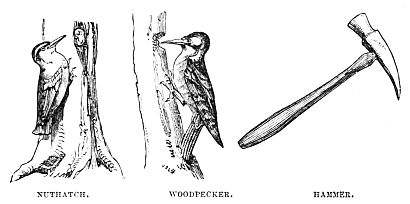 Image unavailable: NUTHATCH. WOODPECKER. HAMMER.