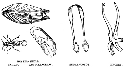 Image unavailable: MUSSEL-SHELL. EARWIG. LOBSTER-CLAW. SUGAR-TONGS. PINCERS.