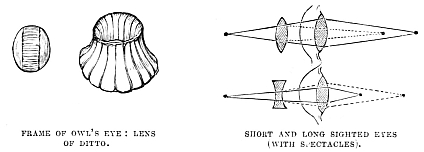 Image unavailable: FRAME OF OWL’S EYE. LENS OF DITTO. SHORT AND LONG SIGHTED EYES (WITH SPECTACLES).