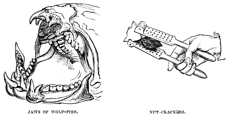 Image unavailable: JAWS OF WOLF-FISH. NUT-CRACKERS.