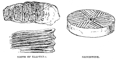 Image unavailable: TOOTH OF ELEPHANT. GRINDSTONE.