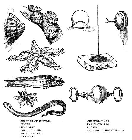 Image unavailable: SUCKERS OF CUTTLE. LIMPET. STAR-FISH. SUCKING-FISH. FOOT OF GECKO. LAMPERN. CUPPING-GLASS. PNEUMATIC PEG. SUCKER. MAGDEBURG HEMISPHERES.