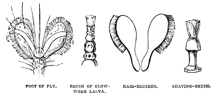 Image unavailable: FOOT OF FLY. BRUSH OF GLOW-WORM LARVA. HAIR-BRUSHES. SHAVING-BRUSH.