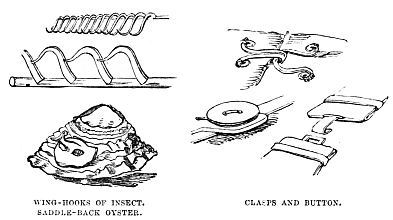 Image unavailable: WING-HOOKS OF INSECT. SADDLE-BACK OYSTER. CLASPS AND BUTTON.