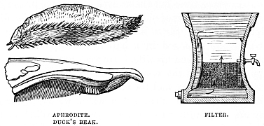 Image unavailable: APHRODITE. DUCK’S BEAK. FILTER.