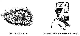 Image unavailable: SPIRACLE OF FLY. RESPIRATOR OF FORK-GRINDER.