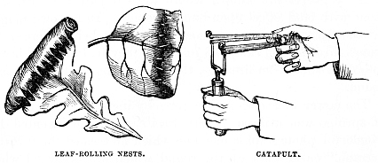 Image unavailable: LEAF-ROLLING NESTS. CATAPULT.