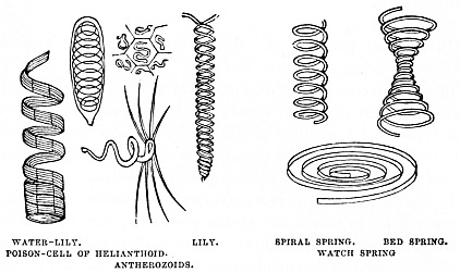 Image unavailable: WATER-LILY. LILY. POISON-CELL OF HELIANTHOID. ANTHEROZOIDS. SPIRAL SPRING. BED SPRING. WATCH SPRING.