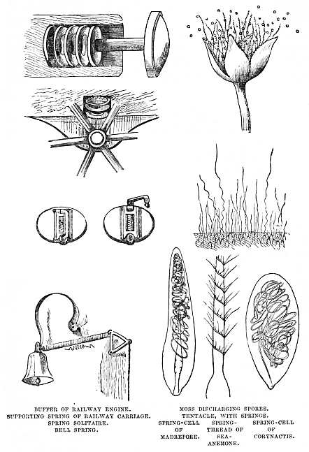 Image unavailable: BUFFER OF RAILWAY ENGINE. MOSS DISCHARGING SPORES. SUPPORTING SPRING OF RAILWAY CARRIAGE. TENTACLE, WITH SPRINGS. SPRING SOLITAIRE. SPRING-CELL OF MADREPORE. SPRING-THREAD OF SEA-ANEMONE. SPRING-CELL OF CORYNACTIS. BELL SPRING.