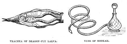 Image unavailable: TRACHEA OF DRAGON-FLY LARVA. TUBE OF HOOKAH.