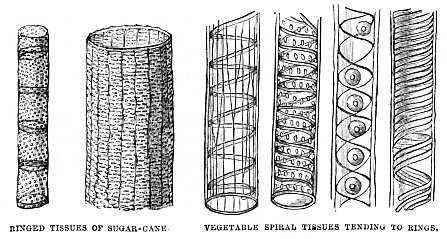 Image unavailable: RINGED TISSUES OF SUGAR-CANE VEGETABLE SPIRAL TISSUES TENDING TO RINGS.