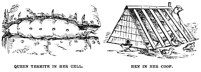 Image unavailable: QUEEN TERMITE IN HER CELL. HEN IN HER COOP.