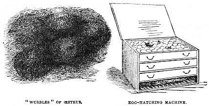 Image unavailable: “WURBLES” OF ŒSTRUS. EGG-HATCHING MACHINE.