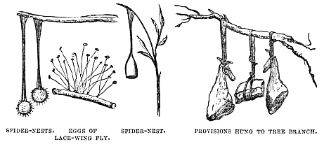 Image unavailable: SPIDER-NESTS. EGGS OF LACE-WING FLY. SPIDER-NEST. PROVISIONS HUNG TO TREE BRANCH.