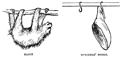 Image unavailable: SLOTH. BUTCHERS’ HOOKS.