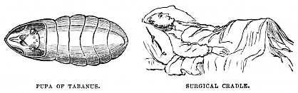 Image unavailable: PUPA OF TABANUS. SURGICAL CRADLE.