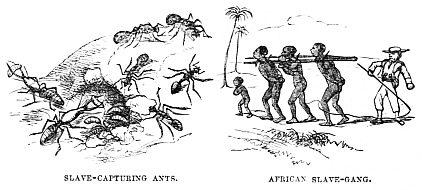 Image unavailable: SLAVE-CAPTURING ANTS. AFRICAN SLAVE-GANG.