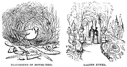 Image unavailable: PLAYGROUND OF BOWER-BIRD. GARDEN BOWER.