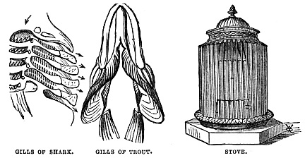 Image unavailable: GILLS OF SHARK. GILLS OF TROUT. STOVE.