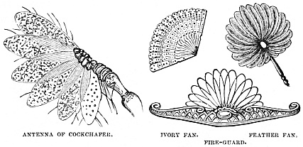 Image unavailable: ANTENNA OF COCKCHAFER. IVORY FAN.         FEATHER FAN. FIRE-GUARD.