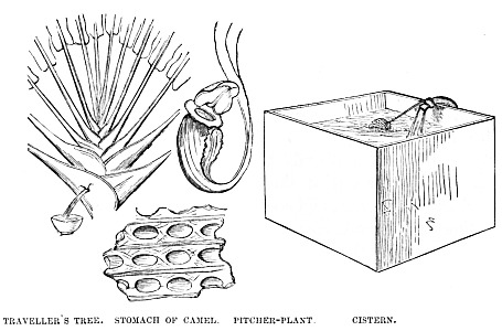 Image unavailable: TRAVELLER’S TREE.  STOMACH OF CAMEL.  PITCHER-PLANT.  CISTERN.