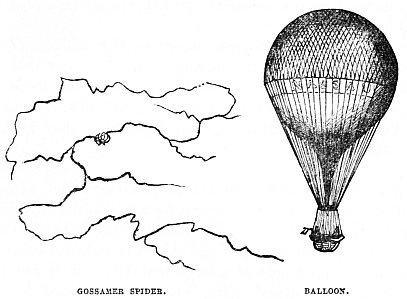 Image unavailable: GOSSAMER SPIDER. BALLOON.