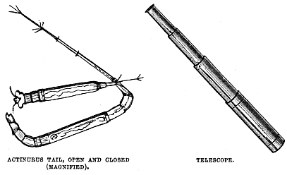 Image unavailable: ACTINURUS TAIL, OPEN AND CLOSED (MAGNIFIED). TELESCOPE.