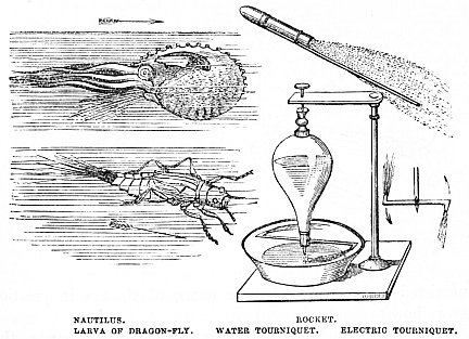 Image unavailable: NAUTILUS.  LARVA OF DRAGON-FLY.  ROCKET.  WATER TOURNIQUET.  ELECTRIC TOURNIQUET.