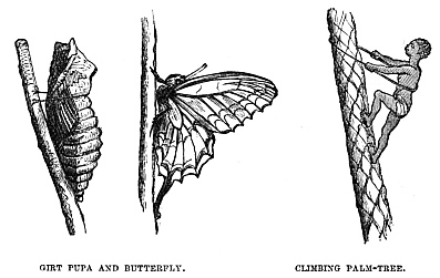 Image unavailable: GIRT PUPA AND BUTTERFLY. CLIMBING PALM-TREE.