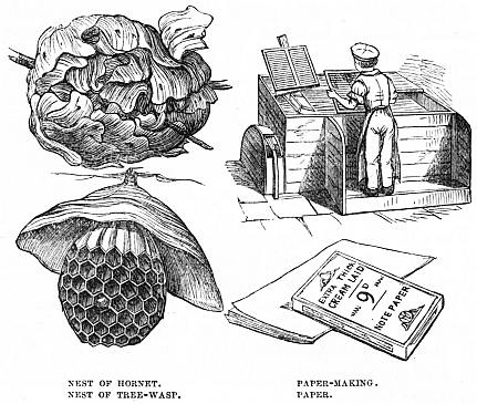 Image unavailable: NEST OF HORNET.         PAPER-MAKING. NEST OF TREE-WASP.      PAPER.