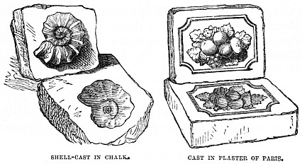 Image unavailable: SHELL-CAST IN CHALK. CAST IN PLASTER OF PARIS.