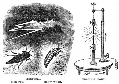 Image unavailable: LIGHTNING.  FIRE-FLY.  GLOW-WORM.  ELECTRIC LIGHT.