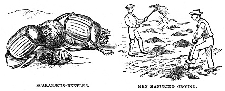 Image unavailable: SCARABÆUS-BEETLES. MEN MANURING GROUND.