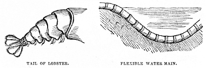 Image unavailable: TAIL OF LOBSTER. FLEXIBLE WATER MAIN.