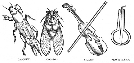 Image unavailable: CRICKET. CICADA. VIOLIN. JEW’S HARP.