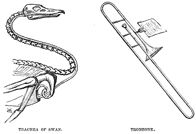 Image unavailable: TRACHEA OF SWAN. TROMBONE.