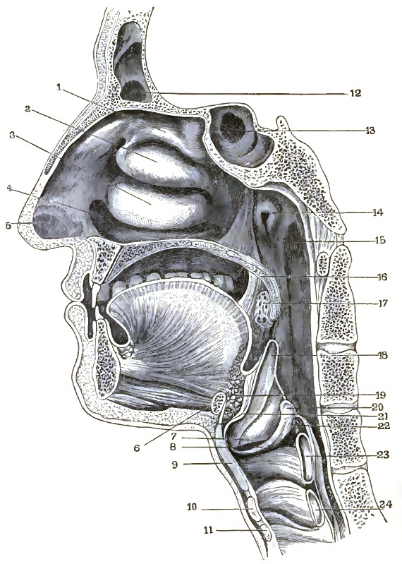 VERTICAL SECTION OP HEAD