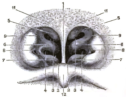 RHINOSCOPIC IMAGE