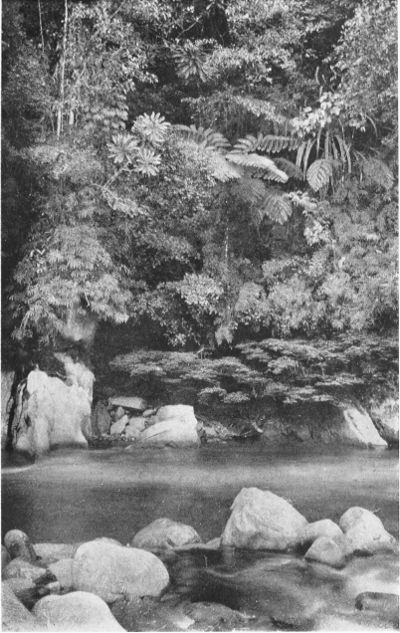 VEGETATION ON THE BANKS OF THE KAPARE RIVER.