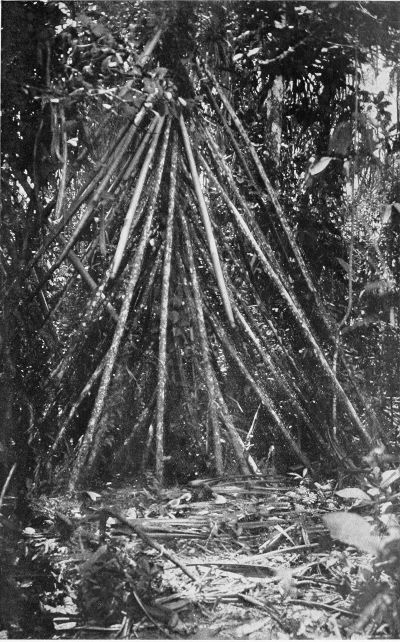 THE SUPPORTS OF A PANDANUS (30 FEET HIGH).